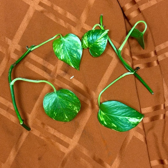 Live plants! Beautiful Cuttings Variety 5 healthy Miscellaneous unrooted - Picture 7 of 11